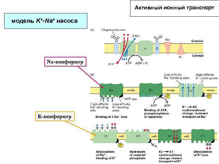 Активный ионный транспорт модель K+-Na+ насоса Na-конформер К-конформер 
