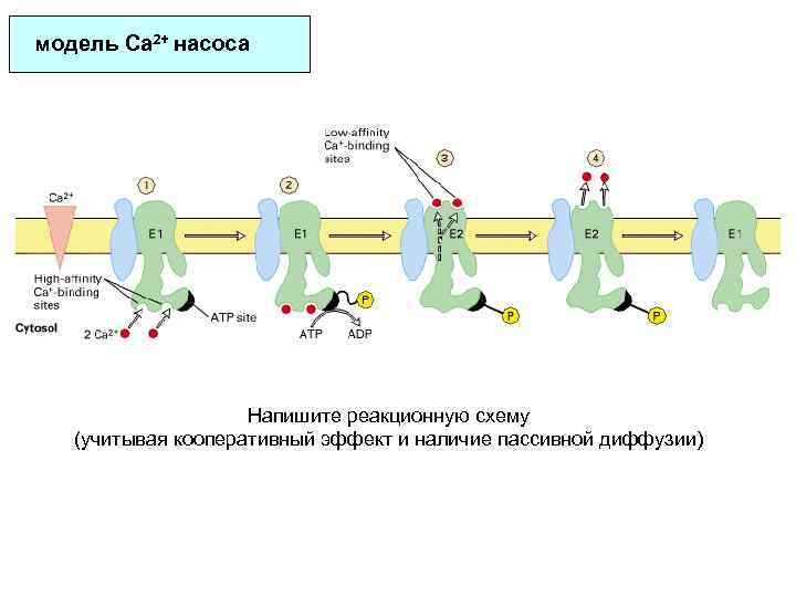 модель Ca 2+ насоса Напишите реакционную схему (учитывая кооперативный эффект и наличие пассивной диффузии)
