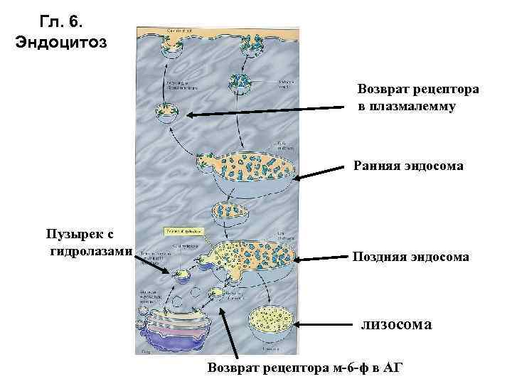 Гл. 6. Эндоцитоз Возврат рецептора в плазмалемму Ранняя эндосома Пузырек с гидролазами Поздняя эндосома