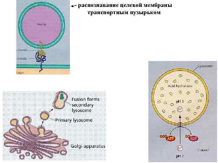 - распознавание целевой мембраны транспортным пузырьком 