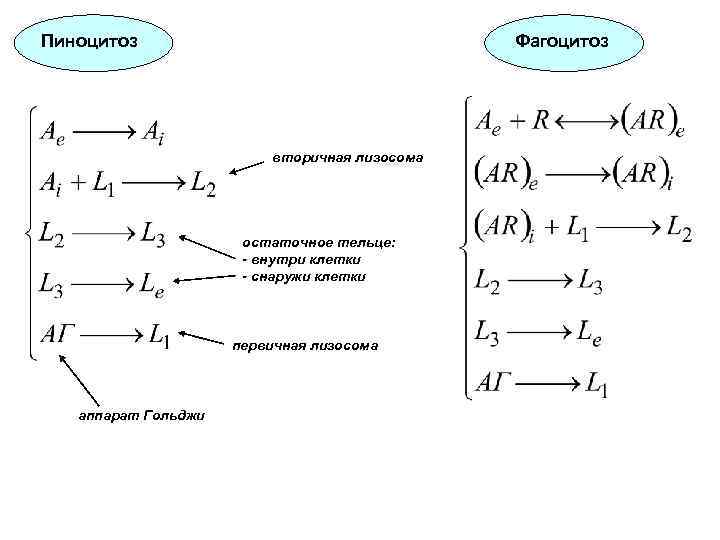 Пиноцитоз Фагоцитоз вторичная лизосома остаточное тельце: - внутри клетки - снаружи клетки первичная лизосома