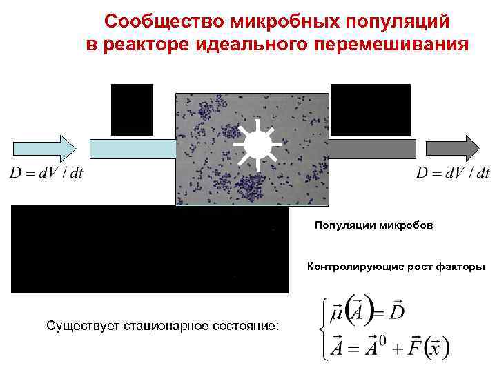 Сообщество микробных популяций в реакторе идеального перемешивания Популяции микробов Контролирующие рост факторы Существует стационарное