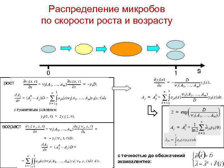Распределение микробов по скорости роста и возрасту 0 1 рост возраст с точностью до