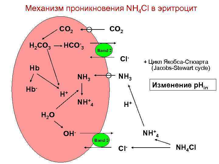 Механизм проникновения NH 4 Cl в эритроцит CO 2 H 2 CO 3 CO
