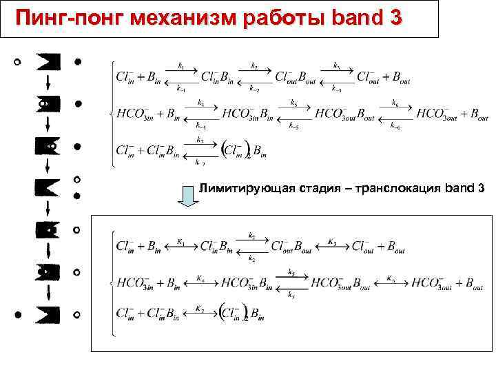 Пинг-понг механизм работы band 3 Лимитирующая стадия – транслокация band 3 
