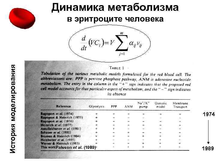 Динамика метаболизма История моделирования в эритроците человека 1974 Palsson et al. (1989) 1989 