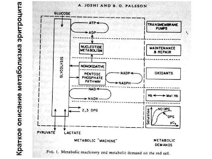 Краткое описание метаболизма эритроцита 