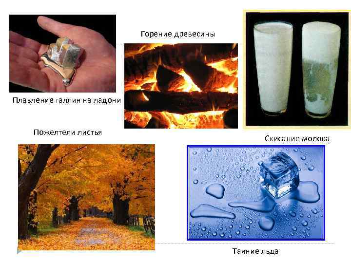 Горение древесины Плавление галлия на ладони Пожелтели листья Скисание молока Таяние льда 