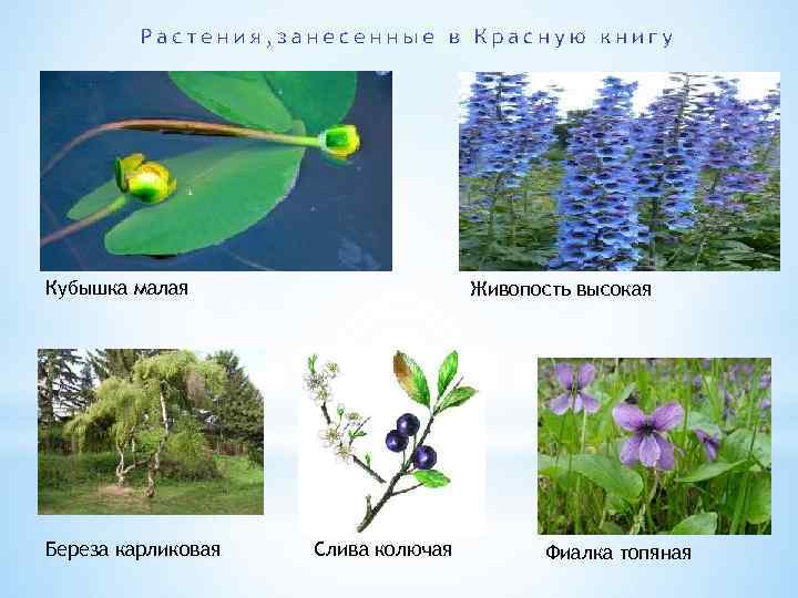 Красная книга республики беларусь презентация