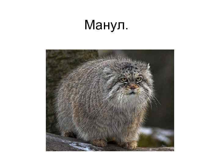 Manul craft карта