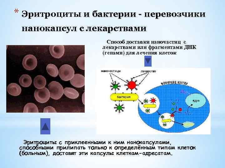 * Эритроциты и бактерии - перевозчики нанокапсул с лекарствами Способ доставки наночастиц с лекарствами