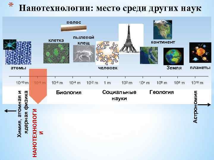 * Нанотехнологии: место среди других наук волос пылевой клещ человек Биология НАНОТЕХНОЛОГИ И Химия,