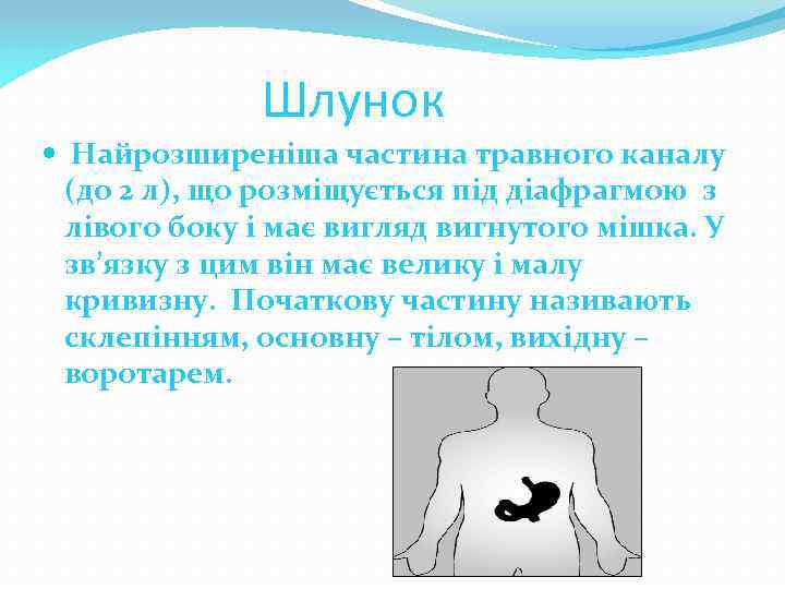 Шлунок Найрозширеніша частина травного каналу (до 2 л), що розміщується під діафрагмою з лівого