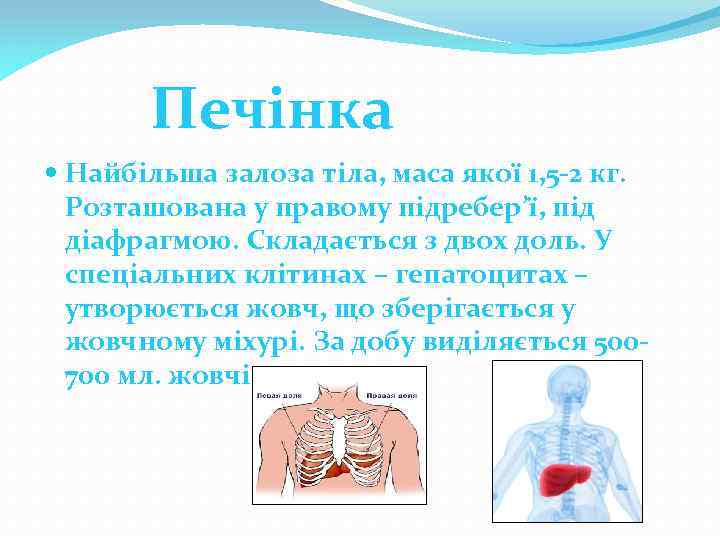 Печінка Найбільша залоза тіла, маса якої 1, 5 -2 кг. Розташована у правому підребер’ї,