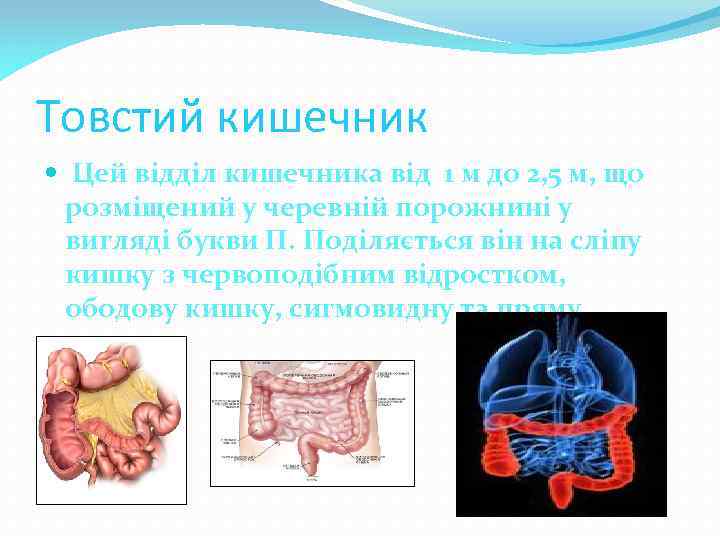 Товстий кишечник Цей відділ кишечника від 1 м до 2, 5 м, що розміщений