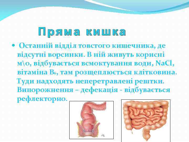 Пряма кишка Останній відділ товстого кишечника, де відсутні ворсинки. В ній живуть корисні мо,