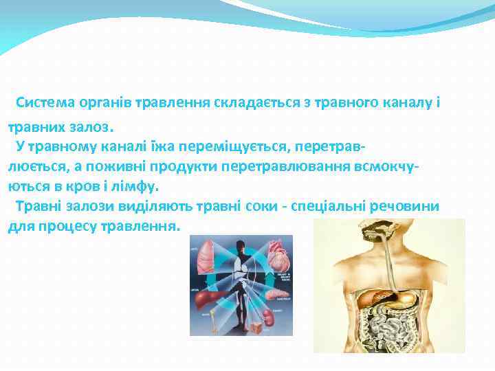 Система органів травлення складається з травного каналу і травних залоз. У травному каналі їжа