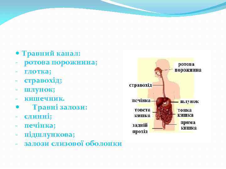  - Травний канал: ротова порожнина; глотка; стравохід; шлунок; кишечник. Травні залози: слинні; печінка;