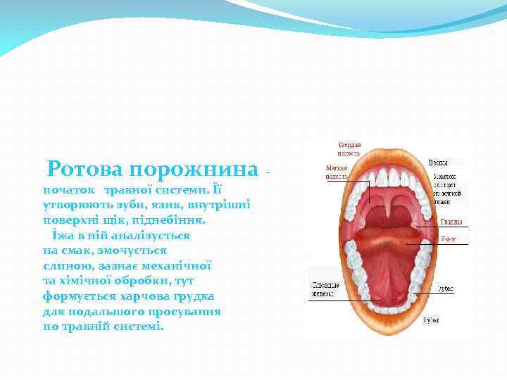 Ротова порожнина – початок травної системи. Її утворюють зуби, язик, внутрішні поверхні щік, піднебіння.