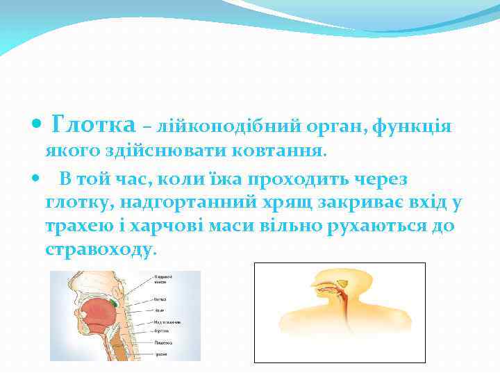  Глотка – лійкоподібний орган, функція якого здійснювати ковтання. В той час, коли їжа