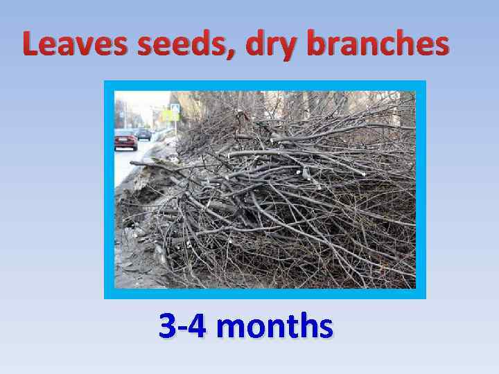 Leaves seeds, dry branches 3 -4 months 