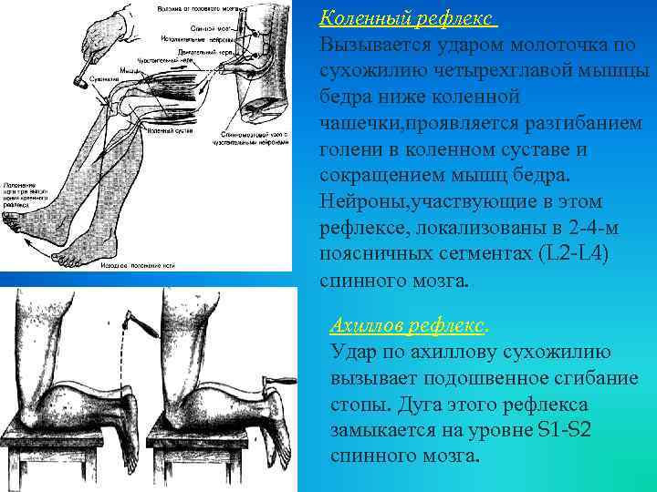 Рефлекс коленного сустава