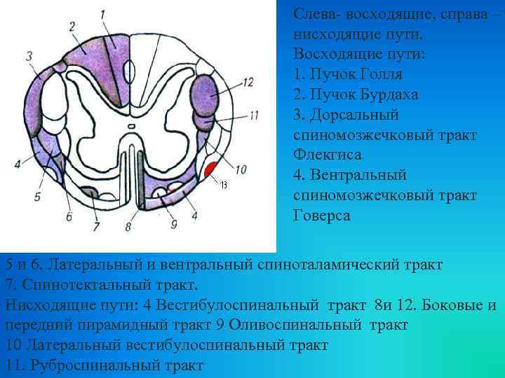 Слева- восходящие, справа – нисходящие пути. Восходящие пути: 1. Пучок Голля 2. Пучок Бурдаха