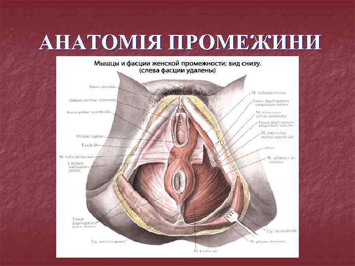 АНАТОМІЯ ПРОМЕЖИНИ 