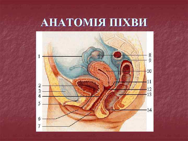 АНАТОМІЯ ПІХВИ 
