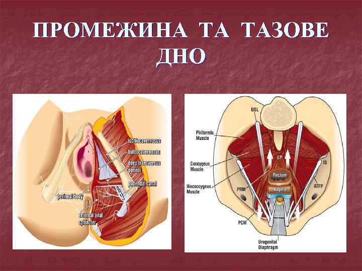 ПРОМЕЖИНА ТА ТАЗОВЕ ДНО 