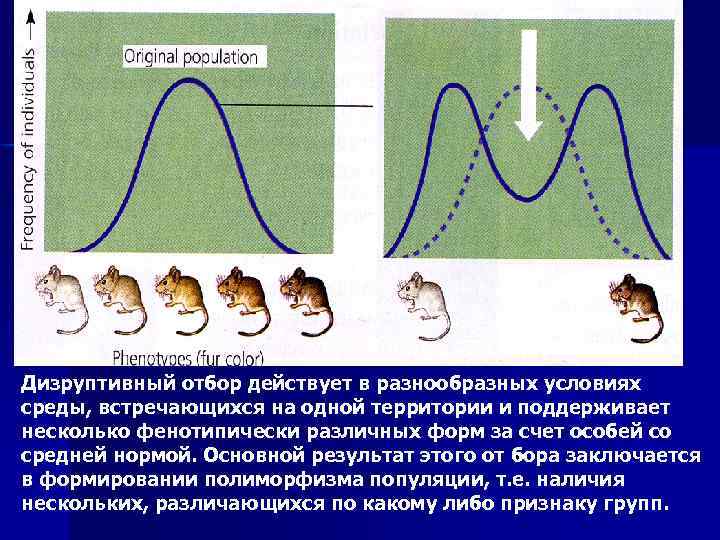 Естественный отбор в популяциях