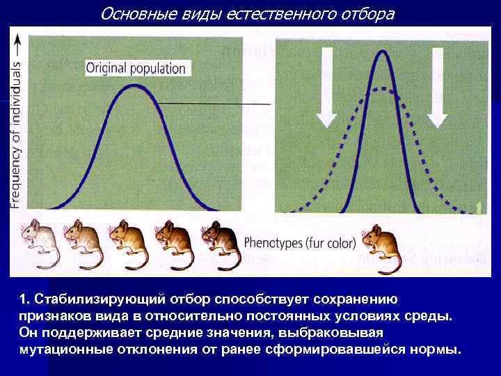 Естественный отбор 1. Виды естественного отбора. Естественный отбор в природных популяциях. Стадии естественного отбора. Принцип естественного отбора.