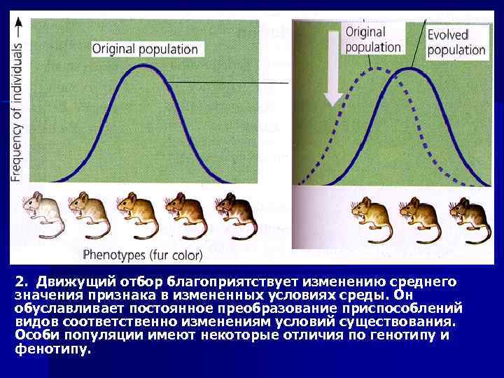 Какая форма отбора представлена на рисунке по каким признакам производился отбор 1678