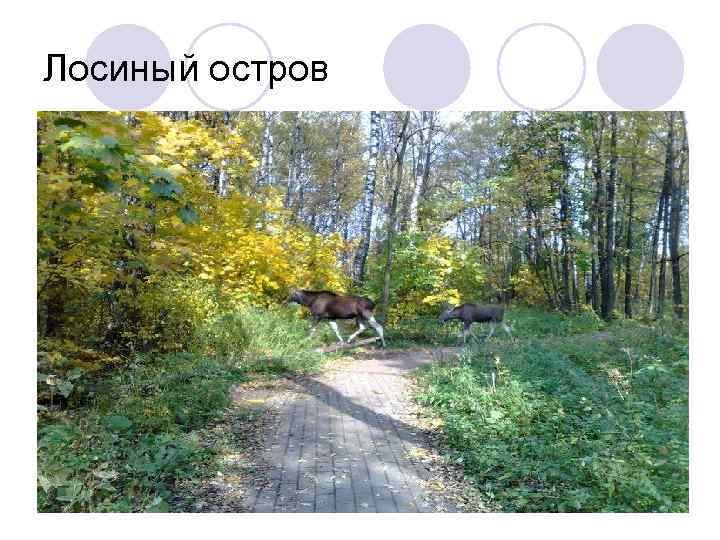 Лосиный остров 