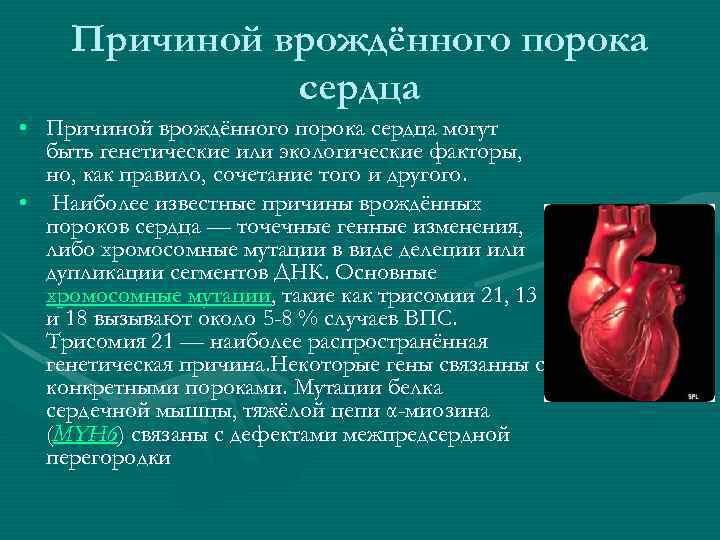 Причиной врождённого порока сердца • Причиной врождённого порока сердца могут быть генетические или экологические