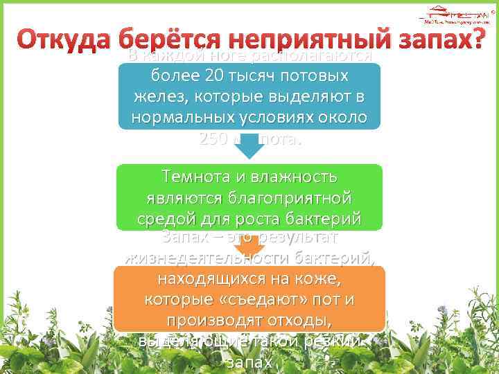 Откуда берётся неприятный запах? В каждой ноге располагаются более 20 тысяч потовых желез, которые