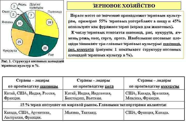 ЗЕРНОВОЕ ХОЗЯЙСТВО Первое место по значению принадлежит зерновым культурам, примерно 55% зерновых употребляют в