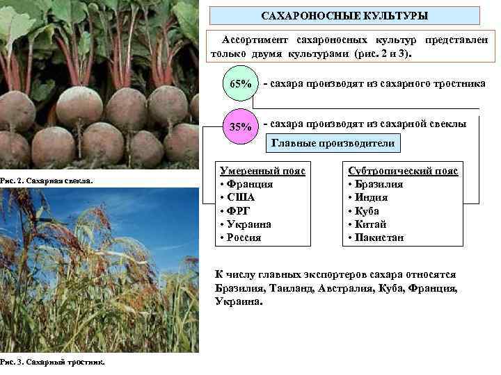 Рис. 2. Сахарная свекла. Рис. 3. Сахарный тростник. САХАРОНОСНЫЕ КУЛЬТУРЫ Ассортимент сахароносных культур представлен