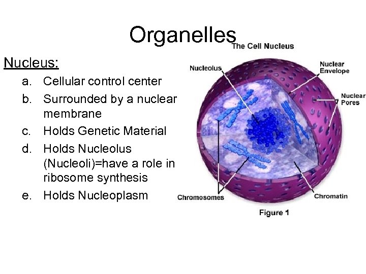 Organelles Nucleus: a. Cellular control center b. Surrounded by a nuclear membrane c. Holds