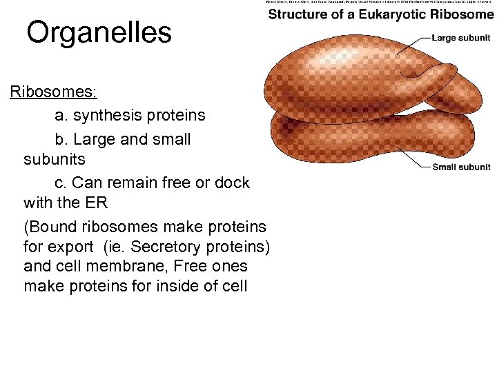 Organelles Ribosomes: a. synthesis proteins b. Large and small subunits c. Can remain free