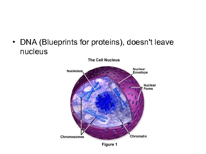  • DNA (Blueprints for proteins), doesn't leave nucleus 