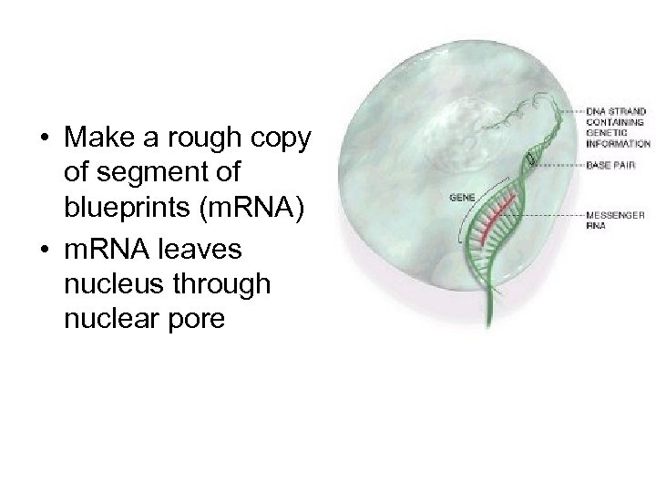  • Make a rough copy of segment of blueprints (m. RNA) • m.