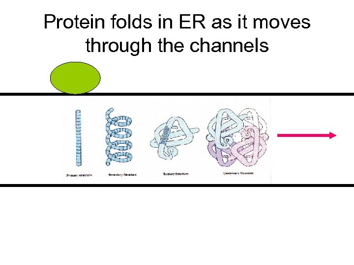 Protein folds in ER as it moves through the channels 