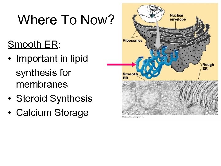 Where To Now? Smooth ER: • Important in lipid synthesis for membranes • Steroid