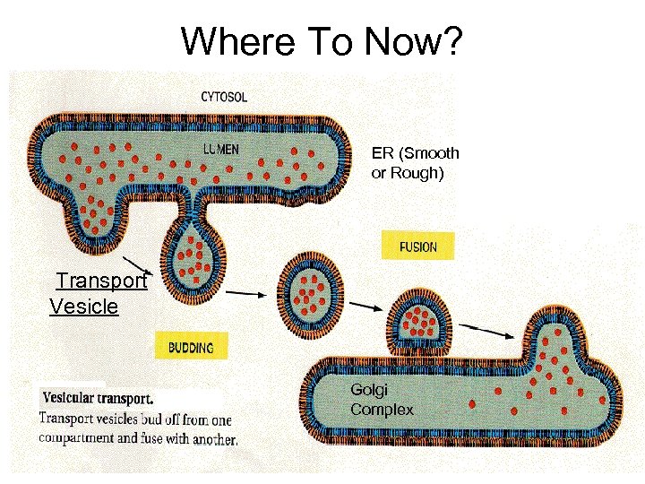 Where To Now? ER (Smooth or Rough) Transport Vesicle Golgi Complex 