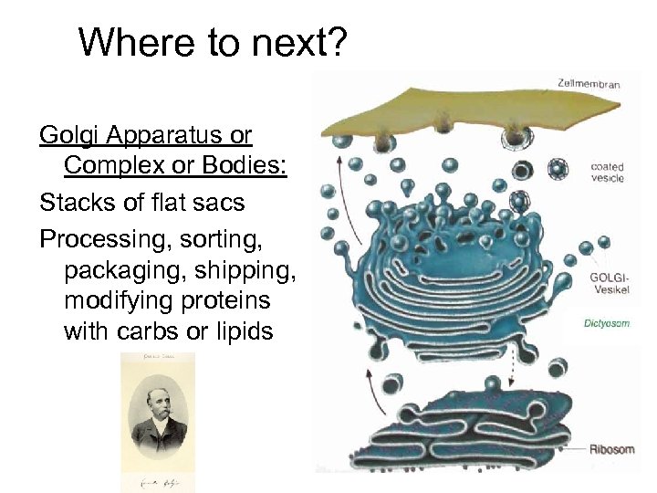 Where to next? Golgi Apparatus or Complex or Bodies: Stacks of flat sacs Processing,