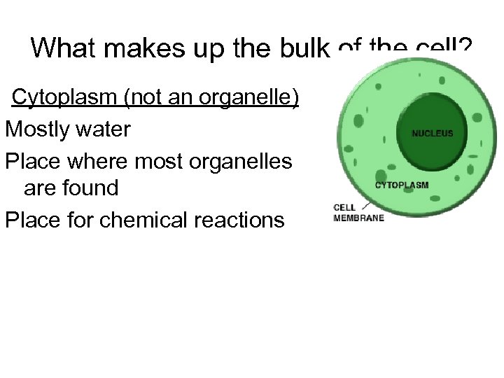 What makes up the bulk of the cell? Cytoplasm (not an organelle) Mostly water