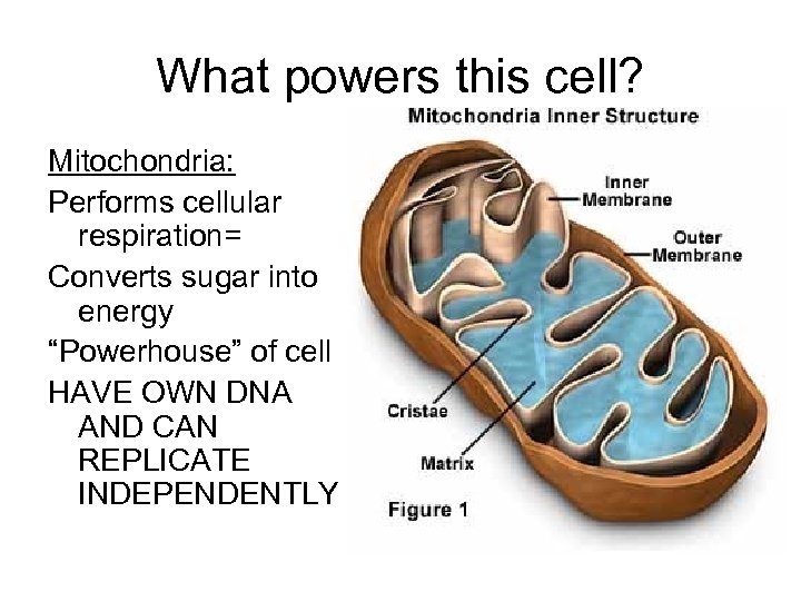 What powers this cell? Mitochondria: Performs cellular respiration= Converts sugar into energy “Powerhouse” of