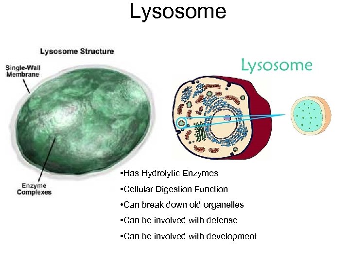 Lysosome • Has Hydrolytic Enzymes • Cellular Digestion Function • Can break down old