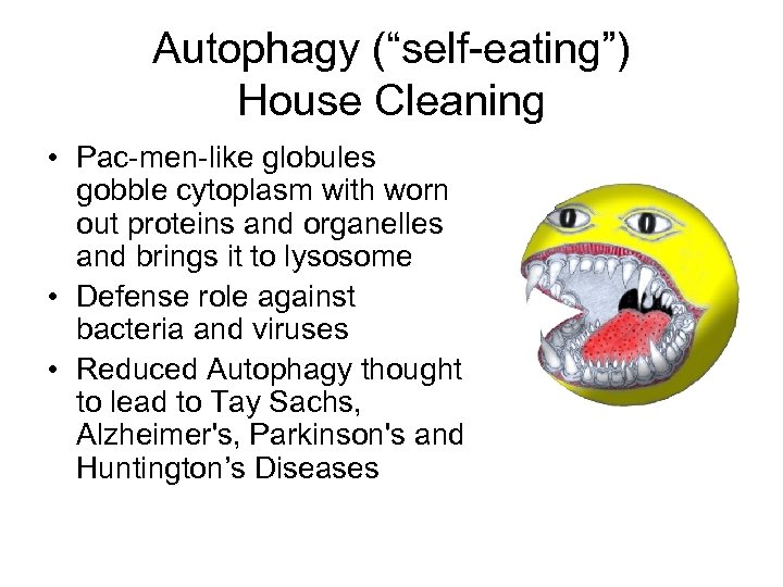 Autophagy (“self-eating”) House Cleaning • Pac-men-like globules gobble cytoplasm with worn out proteins and